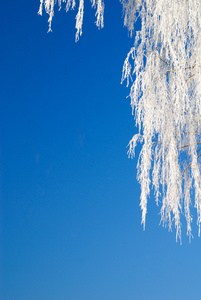 树上的霜图片