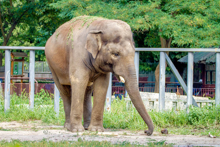 大的大象走在动物园的围栏里图片