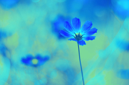 画上美丽的微妙背景在该字段中的蓝色小花照片