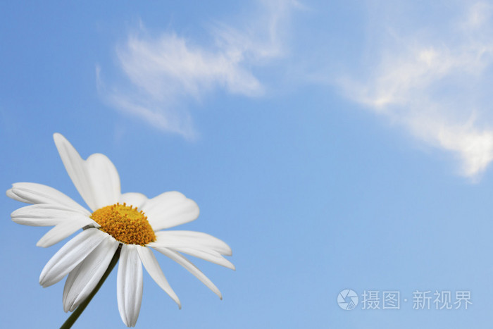 蓝天上的雏菊照片-正版商用图片021p81-摄图新视界