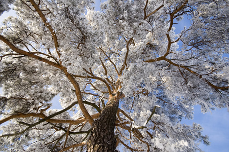 霜雪中的树，蓝天上的风景