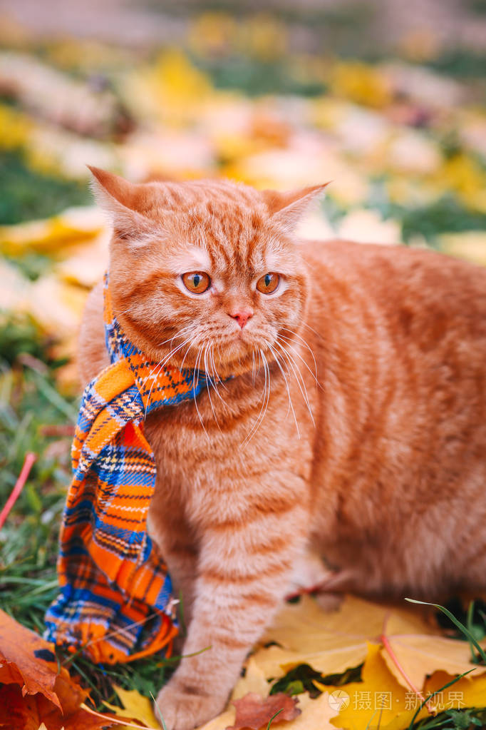 在秋天的英国短毛猫红猫