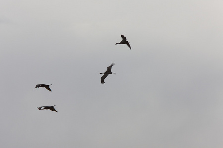 加拿大萨斯喀彻温飞行的沙丘鹤