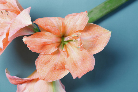 美丽的热带花朵