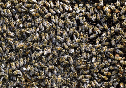 成群的蜜蜂在巢密集群。在一大群蜜蜂工作蜜蜂 无人机和子宫。蜂蜜蜂。积累的昆虫
