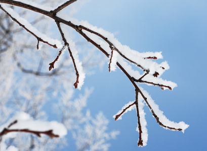 冬季雪枝