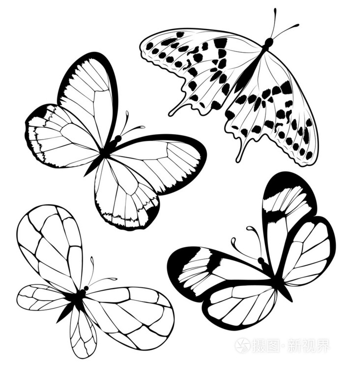 蝴蝶纹身手稿黑白图片