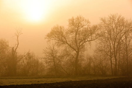 日出和雾与树