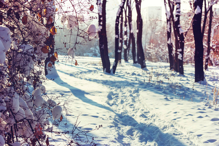 在冬季风景雪盖林图片