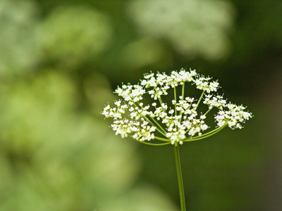 在阳光明媚的花园里生长的野花蕨类植物