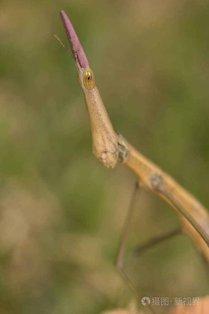 竹节虫目肖像宏特写细节