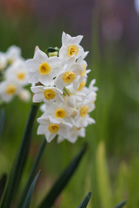 束水仙花花