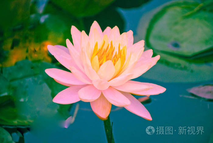 水百合绽放粉色花或池塘里的莲花的特写