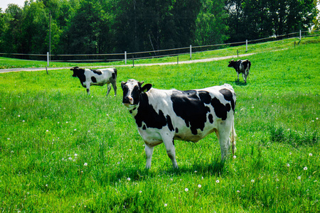 牛在青青的牧场农场附近图片
