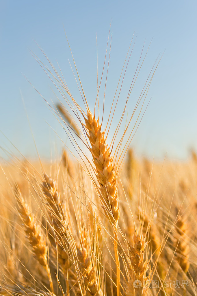 天空下的金色麦穗