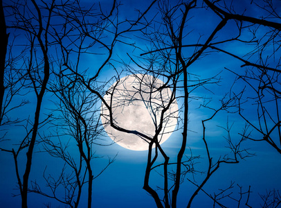 夜晚景观天空布满明亮超级月亮背后的死树的剪影
