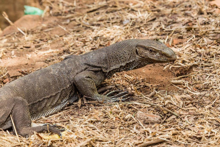 在斯里兰卡孟加拉巨蜥 ivaranus bengalensis