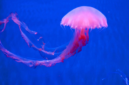美丽的粉红色水母在水中图片