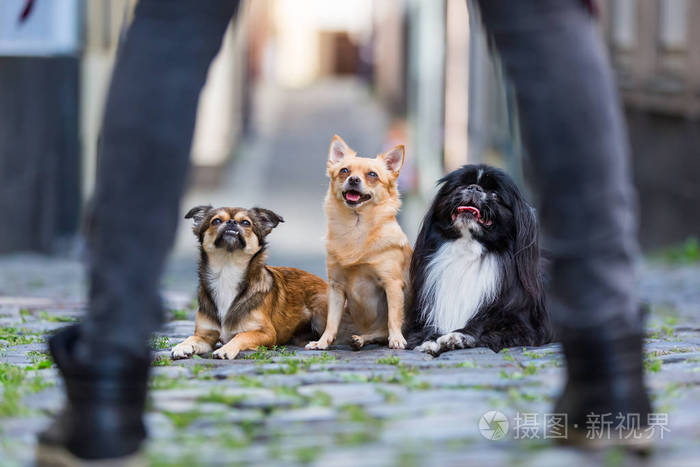 三个可爱的小狗鹅卵石铺就的路