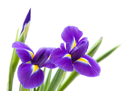 白色背景分离出美丽的深紫色鸢尾花