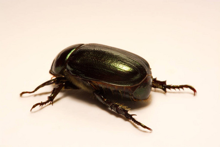 鞘翅目昆虫图片