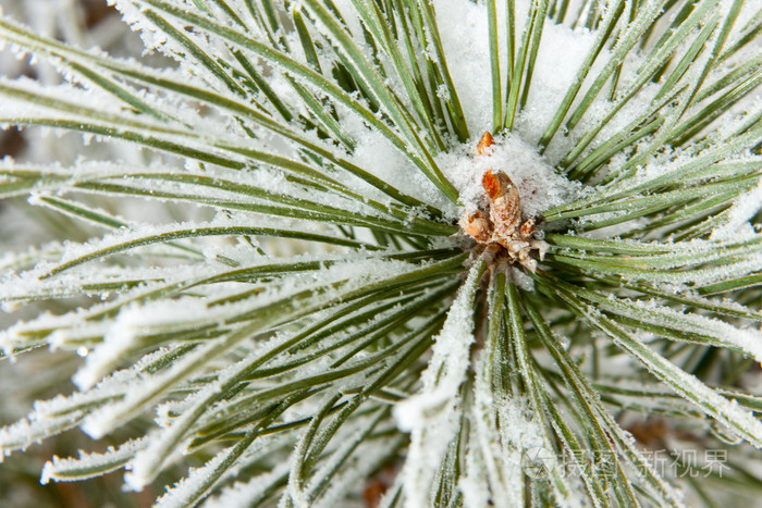 冰冻针叶松枝