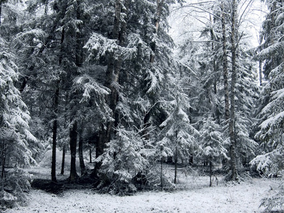 冬季森林。 雪。