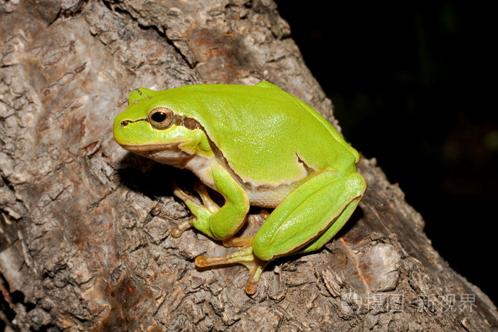 green tree frog on a branch (hyla arborea)