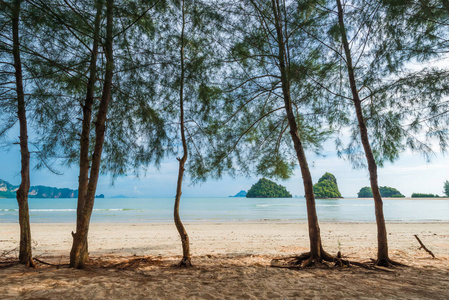 美丽的海滩，树和海景，悬崖美丽局域网