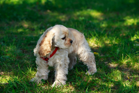 小狗美国可卡犬