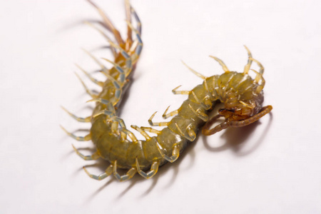 宏焦点有趣的海怪软体动物千条腿爬行在珊瑚礁上的五颜六色的珊瑚中