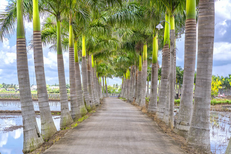 古巴的皇家棕榈树种植沿着一条乡村公路