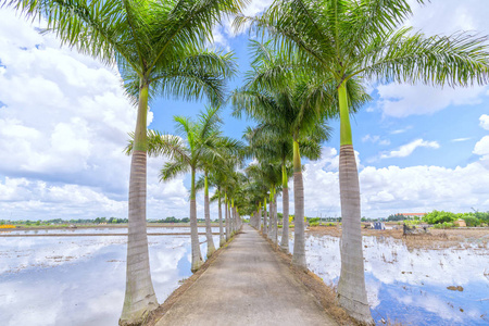 古巴的皇家棕榈树种植沿着一条乡村公路