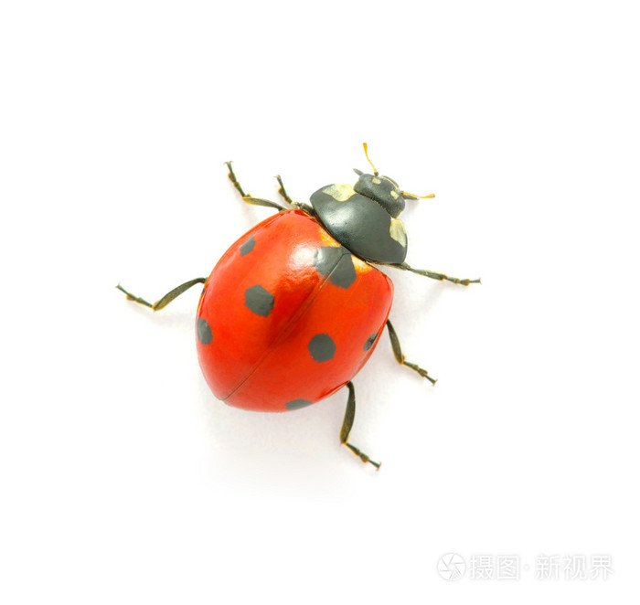 白色的瓢虫