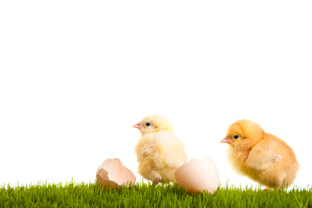 复活节彩蛋和鸡在绿草上的白色隔离背