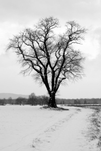 孤独的白雪覆盖的树图片