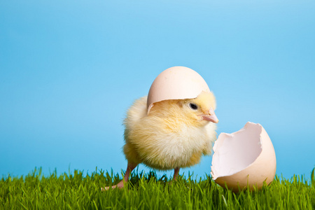 绿色草地上的复活节彩蛋和鸡
