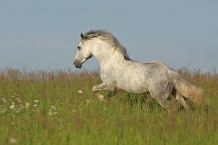 白马在绿色的草地上飞驰图片