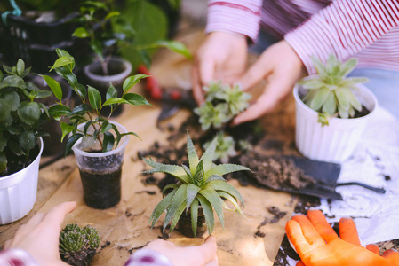 园丁手与污垢或土壤盆栽种植鲜花