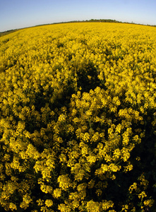 黄花的田野。