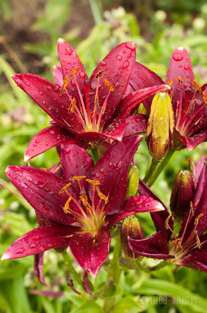 百合花lily的名词复数