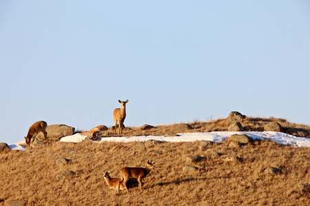 加拿大萨斯喀彻温省冬季鹿