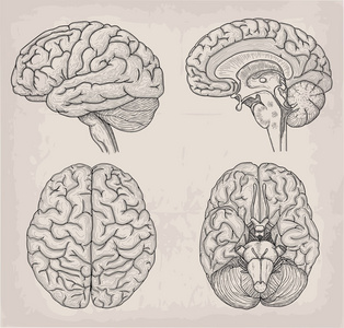大脑简图手绘图片