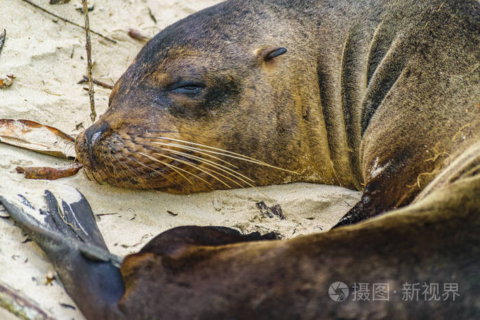 海狼肖像特写