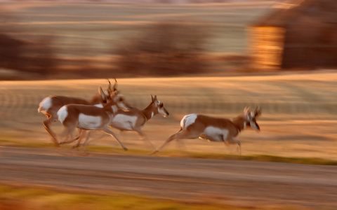 叉角羚羊穿过萨斯喀彻温省的田野