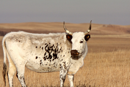 萨斯喀彻温省牧场的长角牛