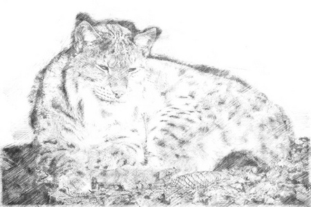 素描-躺在阳光下的猞猁和放松照片