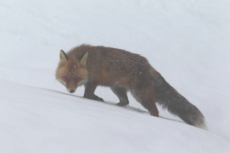 红狐狸落入雪