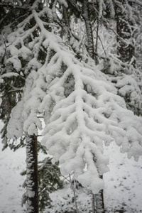 松树的树枝, 覆盖着蓬松的雪