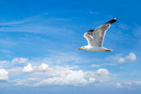 大海鸥在天空中鸟在天空中盘旋从公司的巨额利润中获得的快乐经理在